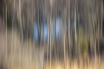 Speilbilde i Goksjø
