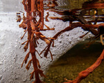 Under isen