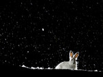 Hare i snøstorm