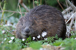 Godsinnet bever