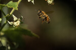Pollinator
