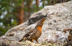 Kamuflert røy i skogens farger