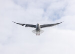 Broken wing