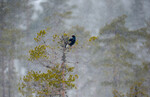 Orrhane i snødrev