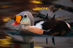 King Eider