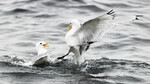 Kittiwake fighting