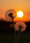 Tropesommer