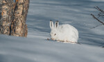 Hare 