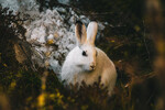 Hare i vårstemning