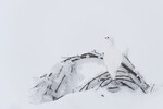White-out