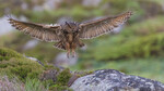 Hubro inn for landing