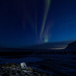 Fjellrev og nordlys