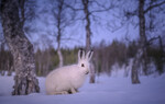 Hare på matjakt