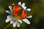 Orangegullvinge