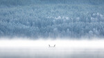 Storskarver i frostrøyk
