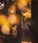 Svartspettens Bokeh