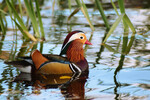 Mandarinand