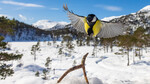 Kjøttmeis inn for landing i vinterlandskap