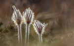Mogop - Pulsatilla vernalis