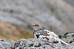Fjellrype