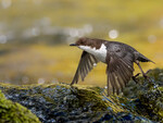 Fossekall takeoff