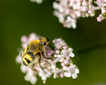 Humlebille