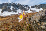 Sommer på Valdresflya