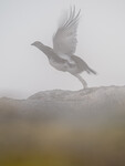 Ballerina i tåkehavet