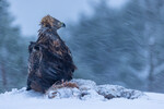 Kongeørn i snøstorm