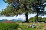 Skogshorn i sikte