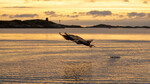 Havørn i sommerkvelden