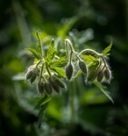 Sommerlys