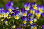 Natt og dag blomstereng. 