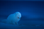 Blue twilight