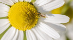 Blomsterstøv
