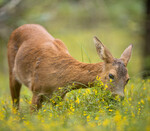 Rådyrgeita i blomsterenga