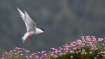 Inn for landing