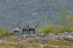 Reinsdyr i Jotunheimen 