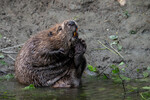 Bever