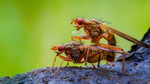 Scathophaga stercoraria