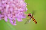 Landing