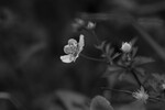 Liten dråpe i blomst
