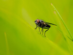 Chloropidae