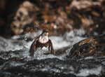 Fossen’s Kall
