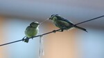 Blåmeis mating