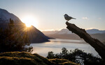 Svartmeis over Hardangerfjorden