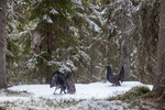 Action i tiurskogen