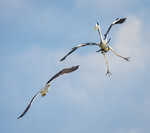 Birdballet