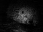 Bever