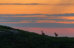 Sommernatt i hjorteland